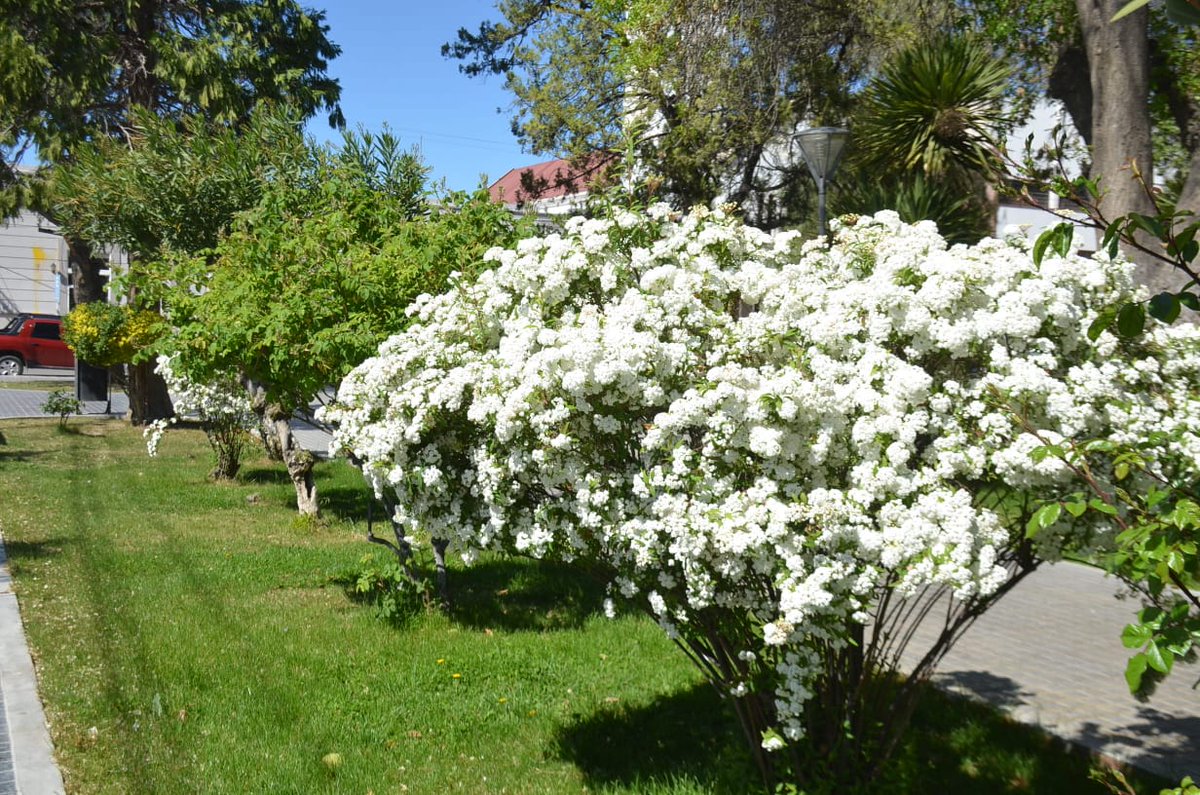 apiwanok's tweet image. #Primavera El pulmón de la Ciudad, nuestra Plaza Independencia.