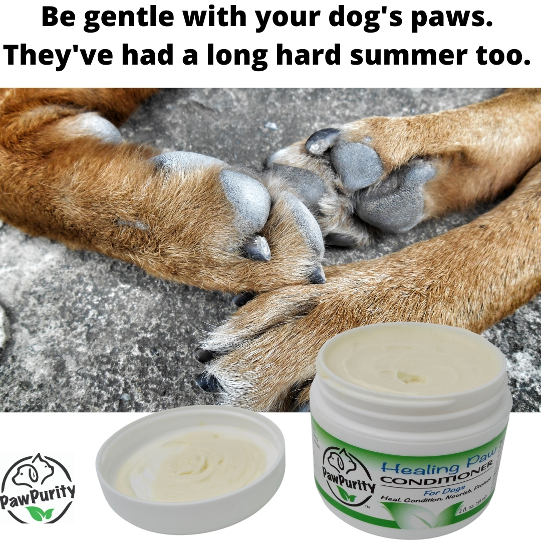 PawPurity's tweet photo. Take care of the ones you love. Just because they don't complain doesn't mean they aren't in pain. https://t.co/hrpjPGgzfW #dogsoftwitter #dogs #dogsofinstagram #doglovers #dogslife #barkbox #pugs #germanshephards #bostonterriers #labradors #Chihuahua #PetsPureLove #pets https://t.co/mnwD3IBq3S