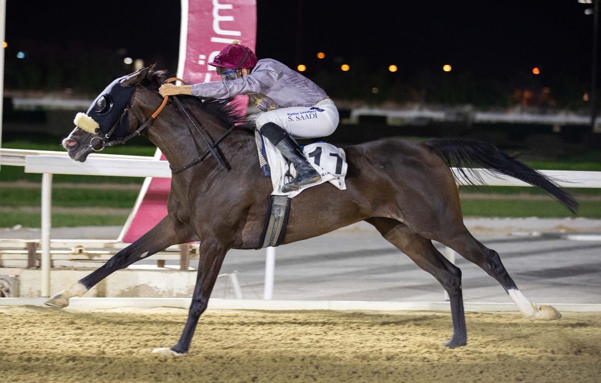 🥇Homebred ALSDRY breaks her maiden at Doha! Trained by A. de Mieulle, the 4-year-old daughter of supersire @AlShaqabRacing #TMFredTexas made a winning seasonal debut under the ride of S.Saadi. Owned and bred by Al Shaqab Racing, ALSDRY is out of the Wiking mare Dixie Darlene.