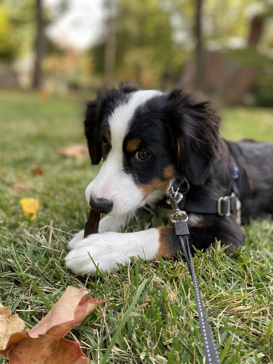 SGrefrath's tweet photo. Iโd rather chew on this stick than go on the #CHCvirtual5K with you @Cerner #CHC20 #PetsofCHC https://t.co/QxdhtdLAWu