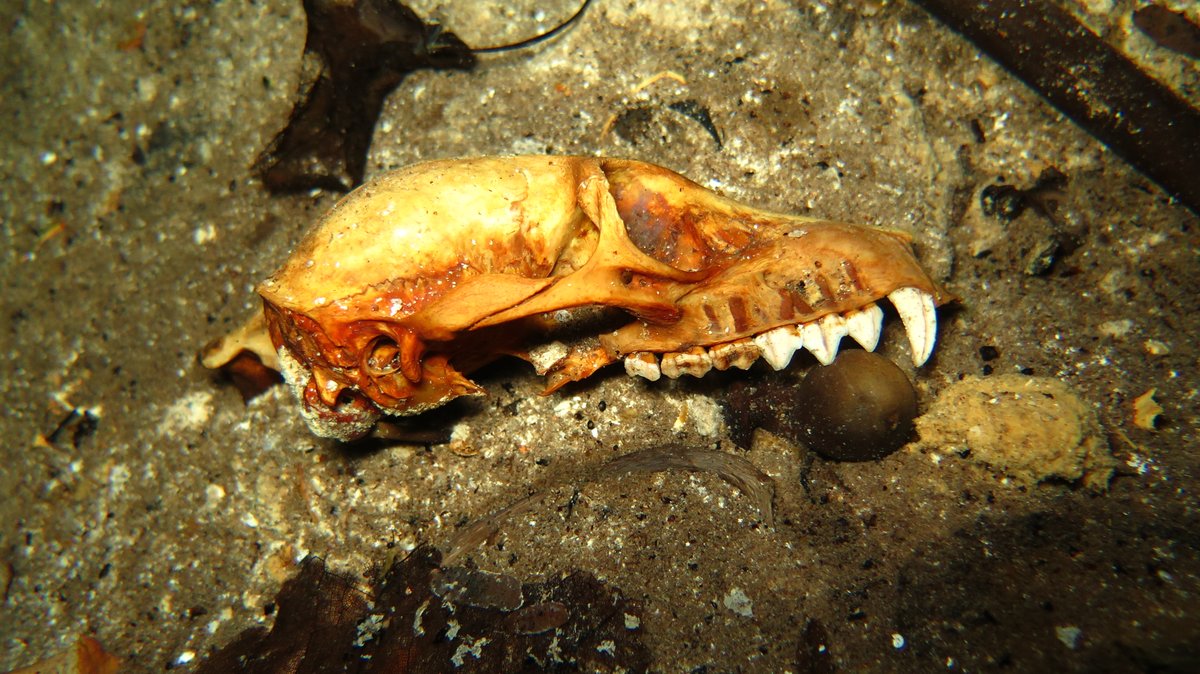 U.S. National Science Foundation (@nsf) on Twitter photo “In a flooded cave the preservation can be just marvelous. Nothing’s bothering them, nothing’s disturbing them.”  -- Godfrey #NationalFossilDay 
Here is a Pachylemur ⬇️
📷: Barry Coleman. “In a flooded cave the preservation can be just marvelous. Nothing’s bothering them, nothing’s disturbing them.”  -- Godfrey #NationalFossilDay 
Here is a Pachylemur ⬇️
📷: Barry Coleman.