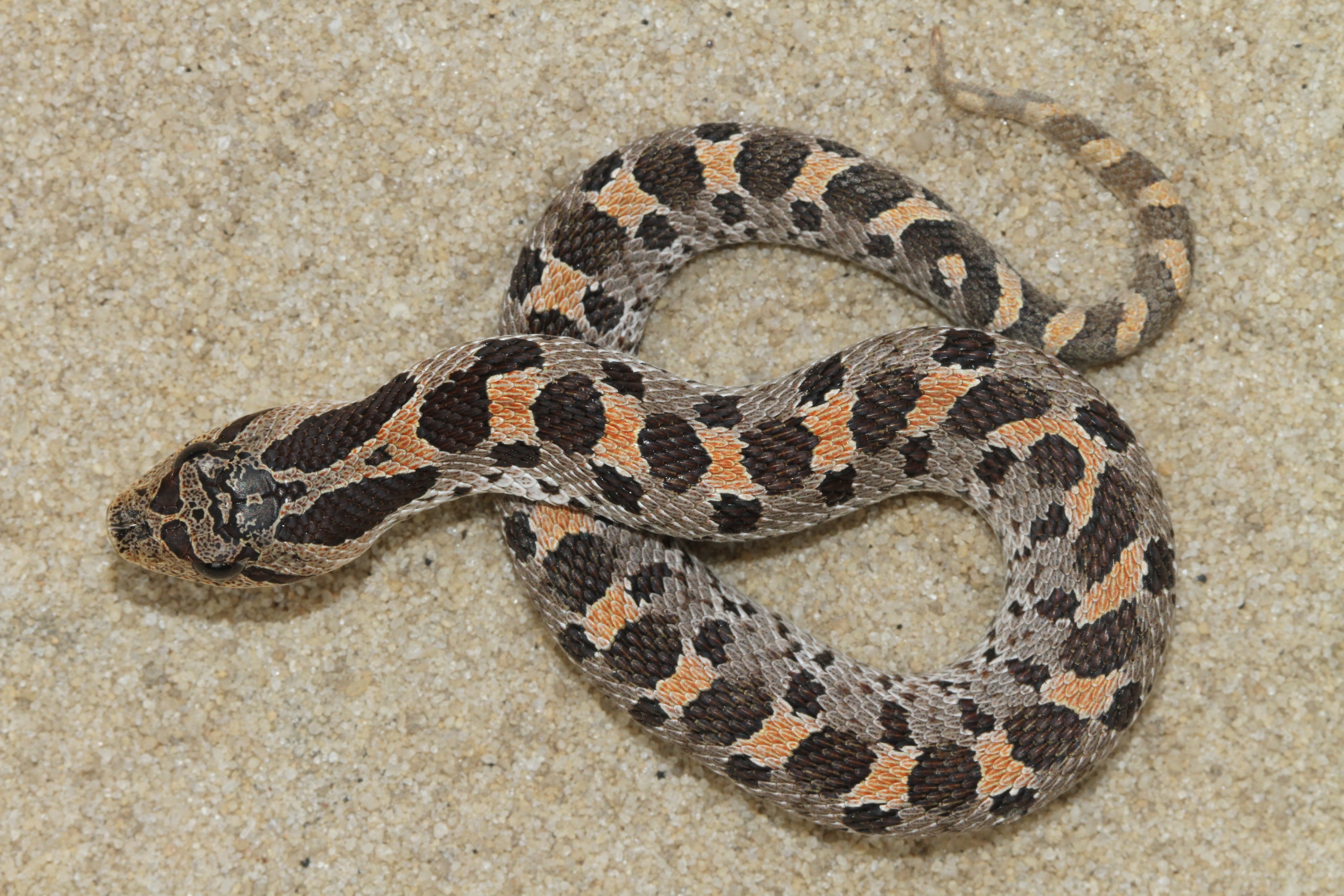 توییتر Houston Chandler در توییتر Fall Weather Means Its A Great Time To Find Hognose Snakes Of All Varieties Hognose Snakes Are Fascinating In Just About Every Respect Appearance Diets