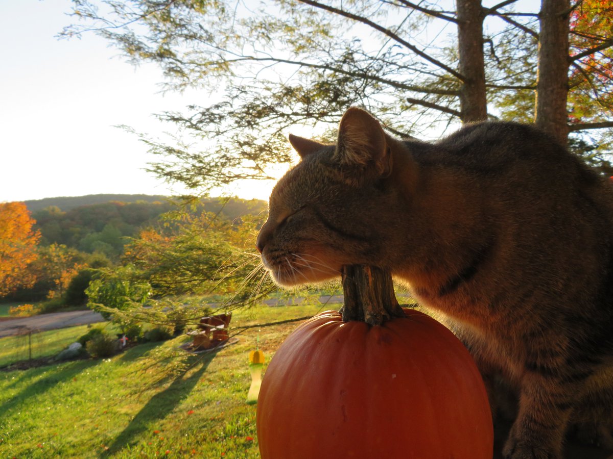DennisB911's tweet photo. Buddycat , the #cats #CatsOfTwitter #Weathercat, reports 45F (7C) @ThePhotoHour @BobVanDillen &amp; @WeatherNation. A #photooftheday from Basye, Va #scenicvirginia #pumpkins #leaves #Autumn @catsrgreen #lifeisgood @CentVAstorm. #Caturday #wednesdaymorning #photography @capitalweather https://t.co/JbitwFjgrX
