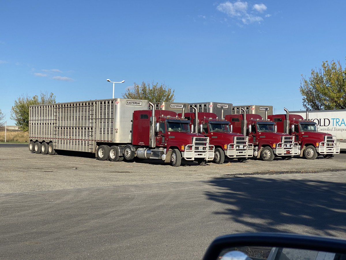 drylandwheat's tweet photo. Easterday Ranches sending in the Big Rigs for some of our 2020 calves. https://t.co/JNefunbxu5