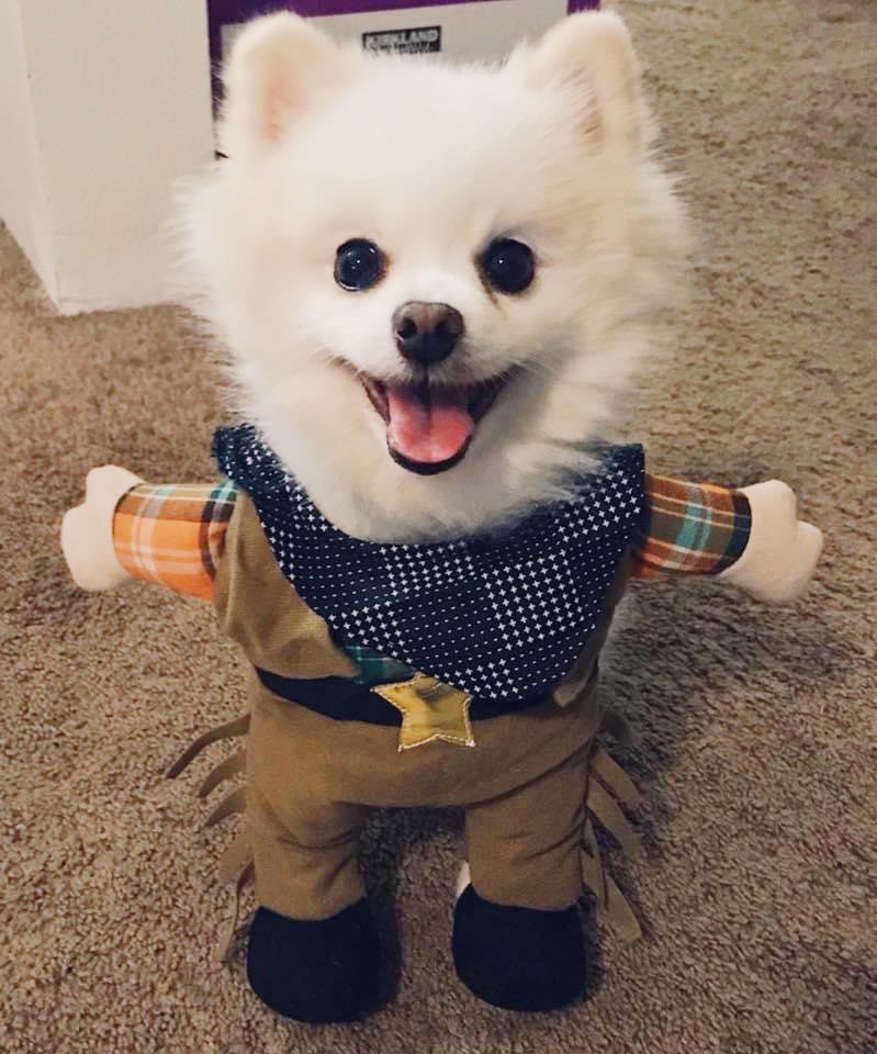 ooopsari's tweet image. There’s a new sheriff in town. #spoopyszn