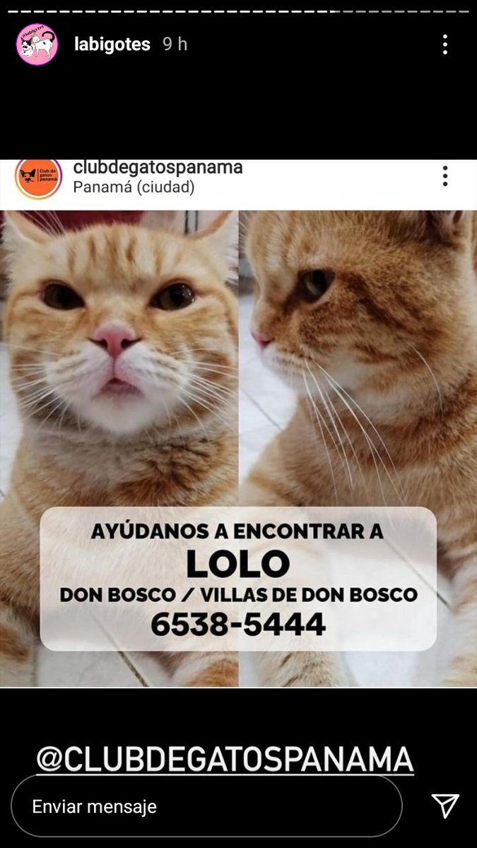 gnacelys's tweet photo. @quinnannette @adoptapanama @sarat1165 @SeferinaMelgar @fundasis @mascotasalreskt @RescatistasKC3 @r_2k17 @RescatAnimalPTY @MascotasPerdPTY @mascotaspanama @heramito @Kimesin22 @LP19732 @spaypanama @PatasyPies @PatasPanama @ProVidaAnimalP @corazonconhuell https://t.co/qcSNjffpmK