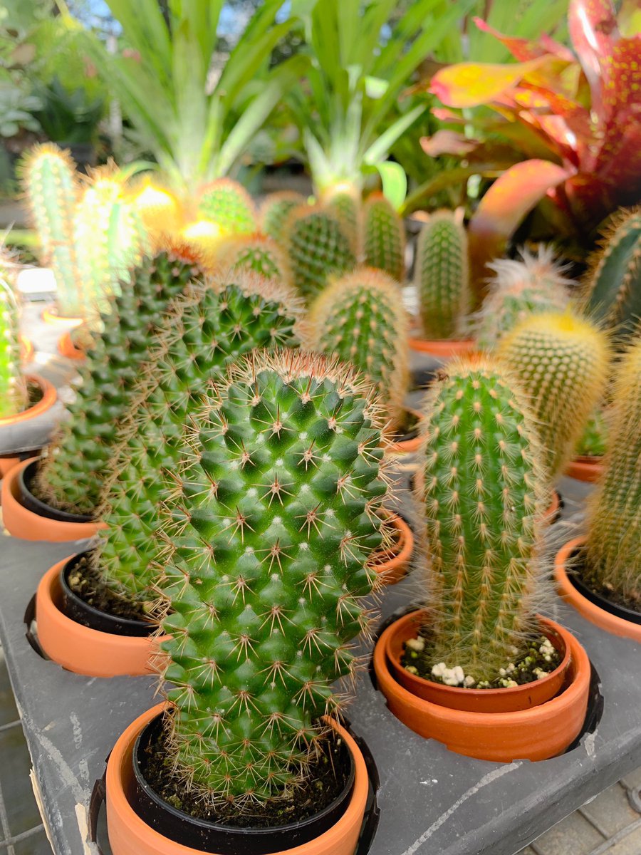 inezpardo's tweet photo. please go give my family’s business some love on Instagram, anything helps!!🌷🌿🌸 Our Instagram name is “greengardenfl” 💗 https://t.co/LDnJCN9rXH