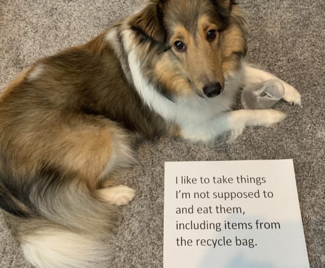 I like to take things I'm not supposed to and eat them, including items from the recycle bag. #ShetlandSheepdog #dogshaming dogshaming.com/2020/10/doing-…