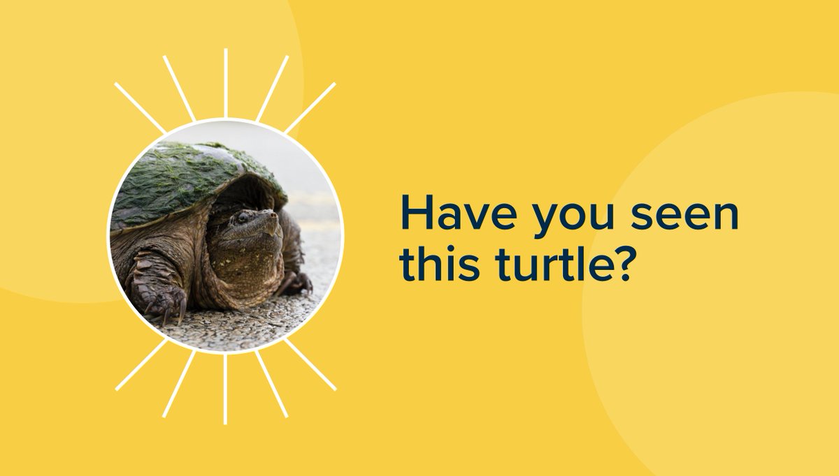 ABMLA1 (@abmla1) on Twitter photo #ABMnow Alert: Have you seen this turtle? Follow the search on this week’s edition of the ABM Now series with <a href="/MRochofski/">Morgan F Rochofski</a> and Stacey Adams: bit.ly/ABMnowissue2
#ABM #b2bmarketing <a href="/ABMLA1/">ABMLA1</a> @SalesLoft <a href="/3CSoftware/">3C Software</a> #ABMnow Alert: Have you seen this turtle? Follow the search on this week’s edition of the ABM Now series with <a href="/MRochofski/">Morgan F Rochofski</a> and Stacey Adams: bit.ly/ABMnowissue2
#ABM #b2bmarketing <a href="/ABMLA1/">ABMLA1</a> @SalesLoft <a href="/3CSoftware/">3C Software</a>