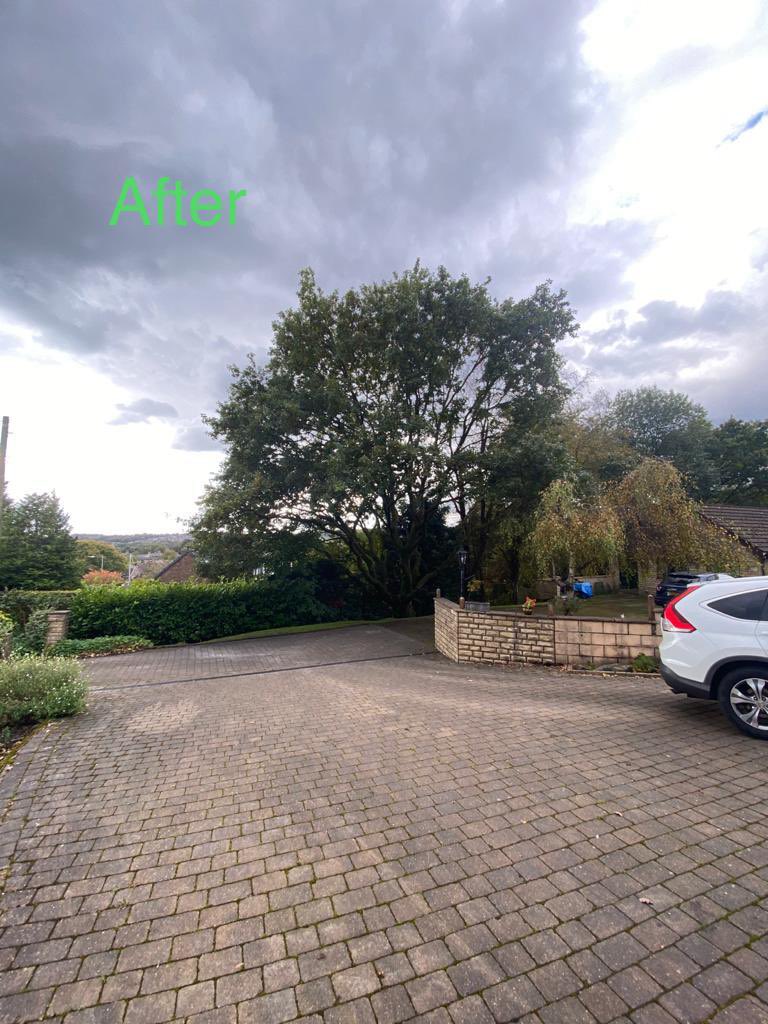 ArielTreeCare's tweet photo. Today we carried out a crown lift and thin on the canopy of this oak tree, as part of the pruning specification we also removed the epicormic growth. 

Due to the preservation order pruning has to be subtle to ensure the health of #treepreservationorder https://t.co/1g08rS3H6J