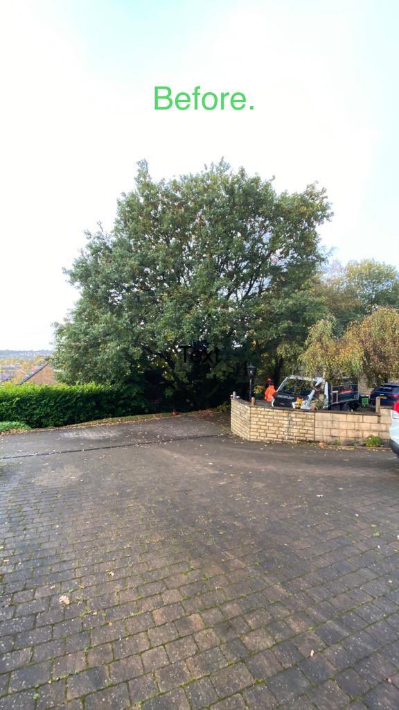 ArielTreeCare's tweet photo. Today we carried out a crown lift and thin on the canopy of this oak tree, as part of the pruning specification we also removed the epicormic growth. 

Due to the preservation order pruning has to be subtle to ensure the health of #treepreservationorder https://t.co/1g08rS3H6J