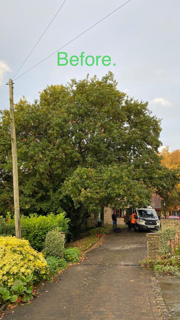 ArielTreeCare's tweet photo. Today we carried out a crown lift and thin on the canopy of this oak tree, as part of the pruning specification we also removed the epicormic growth. 

Due to the preservation order pruning has to be subtle to ensure the health of #treepreservationorder https://t.co/1g08rS3H6J