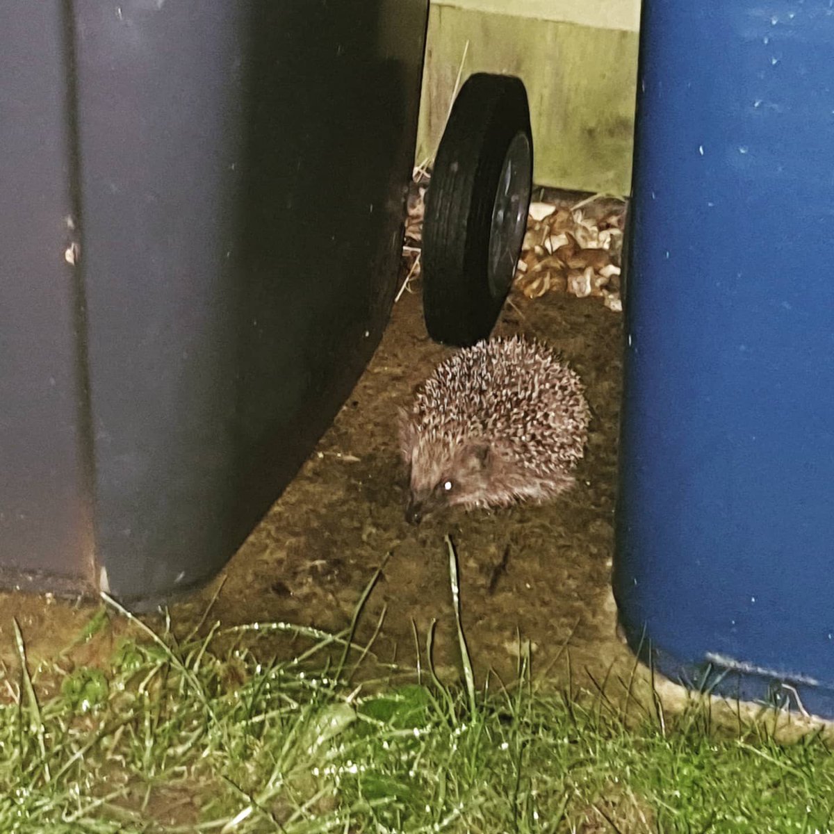 CRTWildlife's tweet photo. Last night, our Marketing Manager spotted 2 British hedgehogs in her garden. 
In July 2020, hedgehogs were added to the Red List for British Mammals - UK hedgehogs are ‘vulnerable to extinction.’ #Helpahedgehog 
🦔Hedgehog highway 
🦔Leave a ‘wild patch’ 
🦔Log your sightings https://t.co/8vklvQwwEA