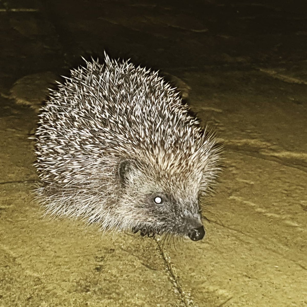 CRTWildlife's tweet photo. Last night, our Marketing Manager spotted 2 British hedgehogs in her garden. 
In July 2020, hedgehogs were added to the Red List for British Mammals - UK hedgehogs are ‘vulnerable to extinction.’ #Helpahedgehog 
🦔Hedgehog highway 
🦔Leave a ‘wild patch’ 
🦔Log your sightings https://t.co/8vklvQwwEA
