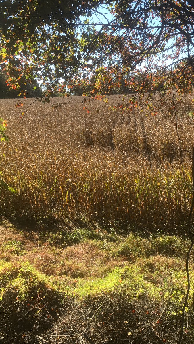 BdHunting's tweet image. Joe and Nyitray currently in the woods after a couple of black bears!