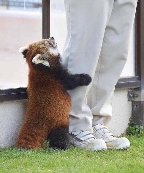 in__re's tweet photo. - еще кусочков яблочек,пожалуйста 
- ты уже съел 10 https://t.co/KQpa6hcbZw