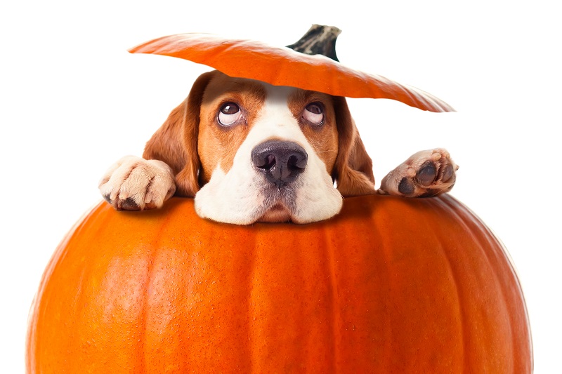 We're 2-and-a-half weeks away from Halloween. 🎃

Are you planning to dress up your pets in costumes?