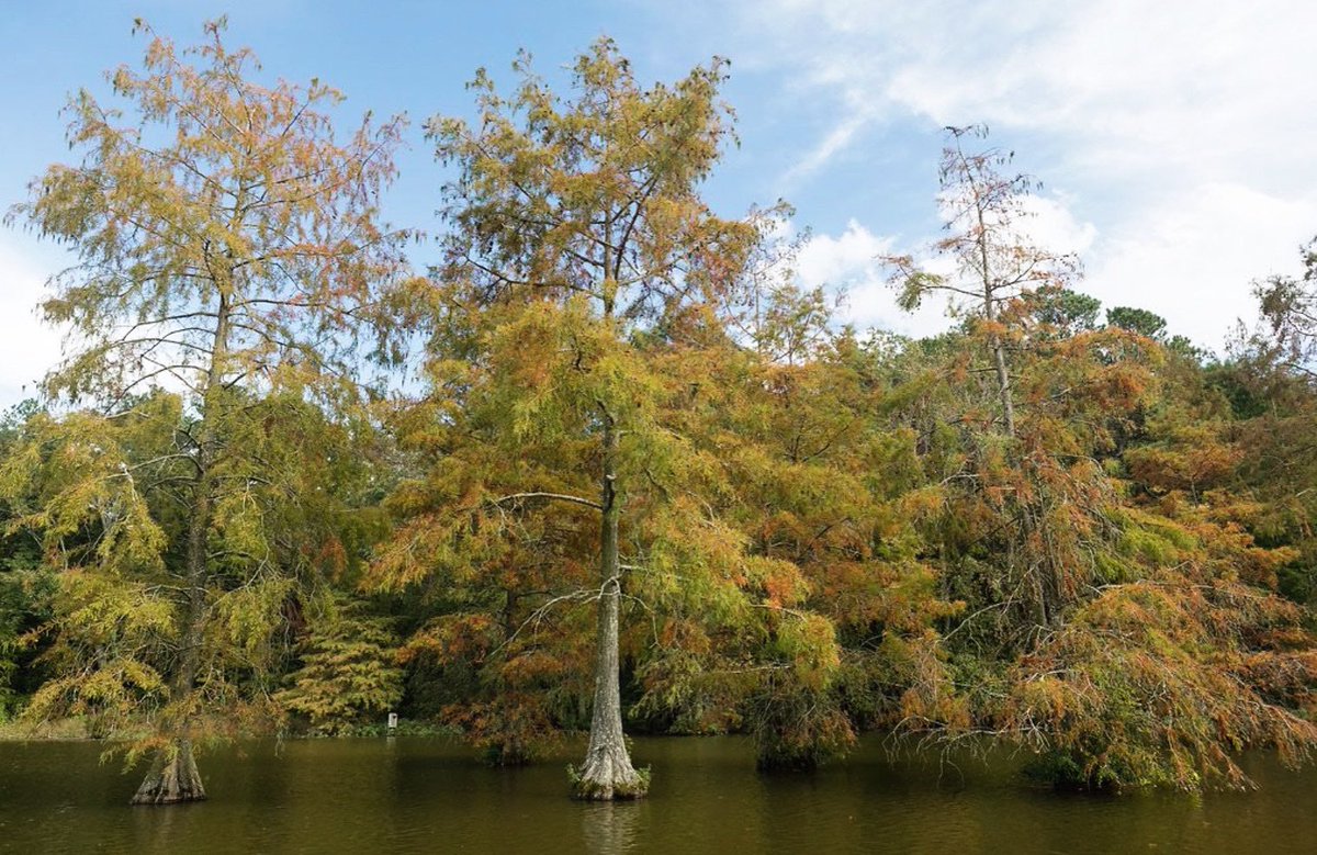 MobilizeFred's tweet photo. Fun fact from the Urban Forestry Network: Trees absorb 48 pounds of CO₂ per year once they’ve reached 10 years of age.
You can help! Check out the Tree Frederick and the Creek ReLeaf programs in Frederick. #SaveTheTrees #MobilizeFrederick https://t.co/slFb1Ewk8e