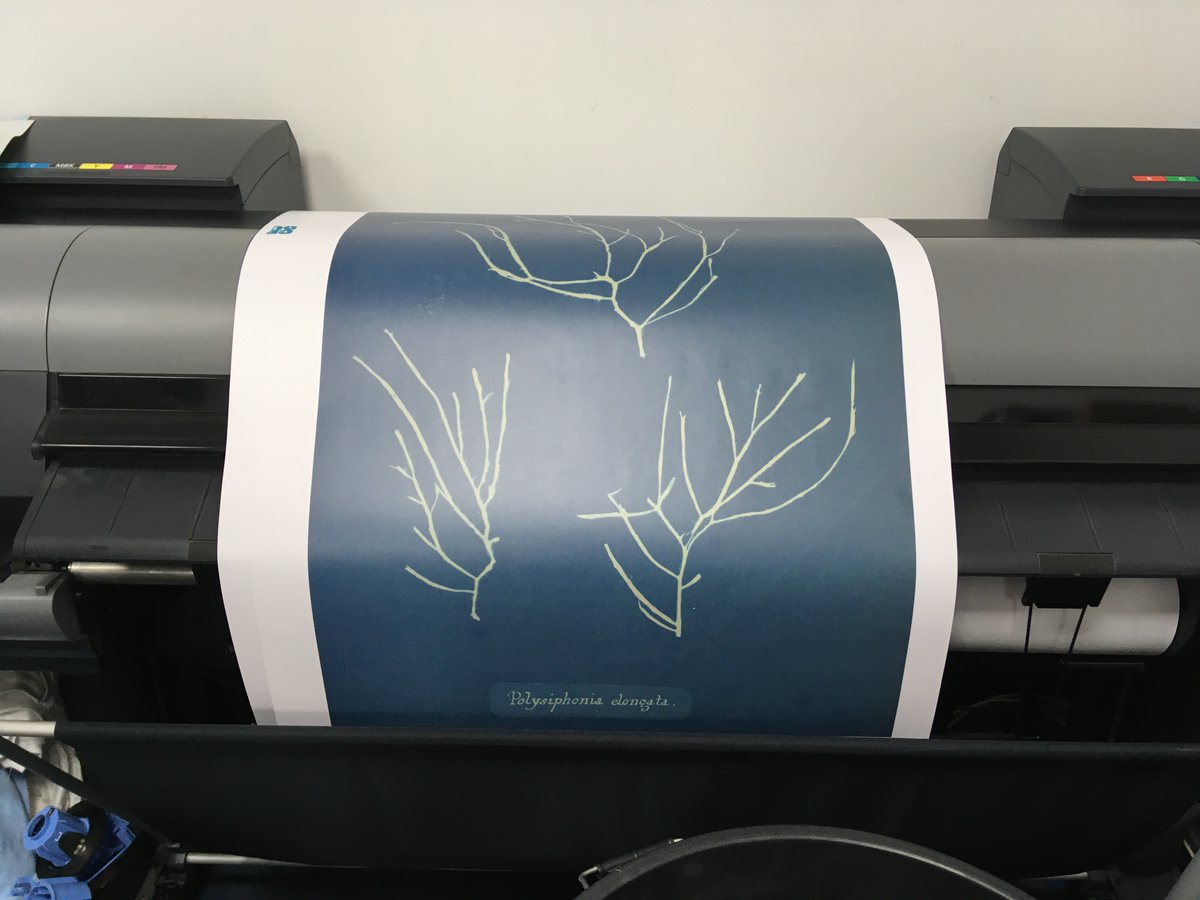 A cyanotype image made by Anna Atkins c1850 being printed large for outdoor installation for #PhotoOxford2020 from 16 Oct. <a href="/TrinityOxford/">Trinity College</a> <a href="/bouncedesignuk/">Bounce Design</a>