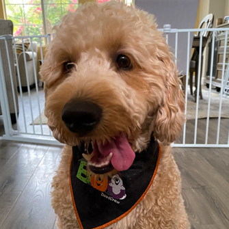 dood_coop's tweet photo. Mom wanted to take a picture. Me, not so much so I stuck my tongue out at her! Hehehe. ~Cooper

#doodcrew #spooktacular #halloween2020 #trickortreating #Creepy #boo #happyhowloween #monstermash  #HappyHalloween2020 #spooky  #ghosts #spookyseason #pawsup #dog #dogs #dogsoftwitter https://t.co/NvPpvoH60Y
