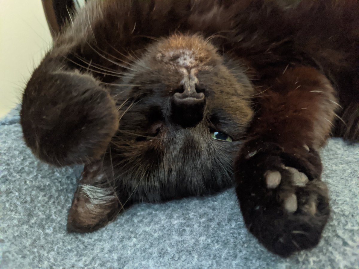 Oagh I am jus adorbable. https://t.co/Zrcd0iuedj