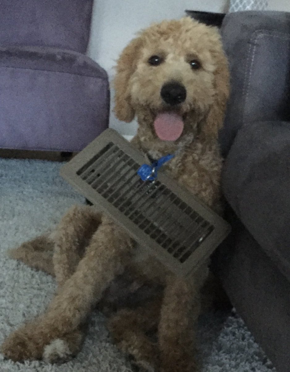 stephwephus's tweet photo. @WBMSAPGraff Banjo #petsofwbsd https://t.co/Bt0FxCGhKk