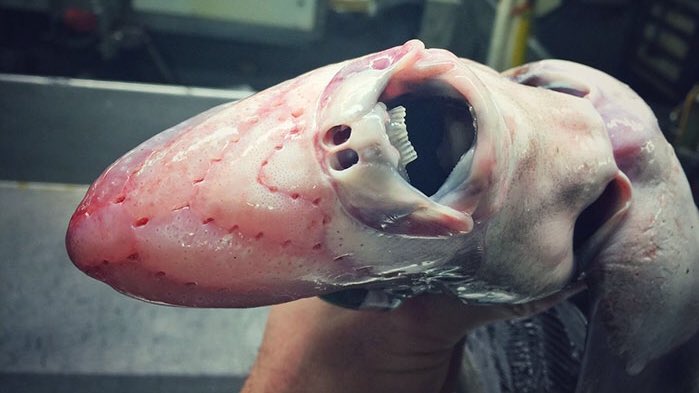  THREAD : 30 créatures marines les plus horribles que les pêcheurs récupèrent dans leurs filets qui vivent dans les abysses.