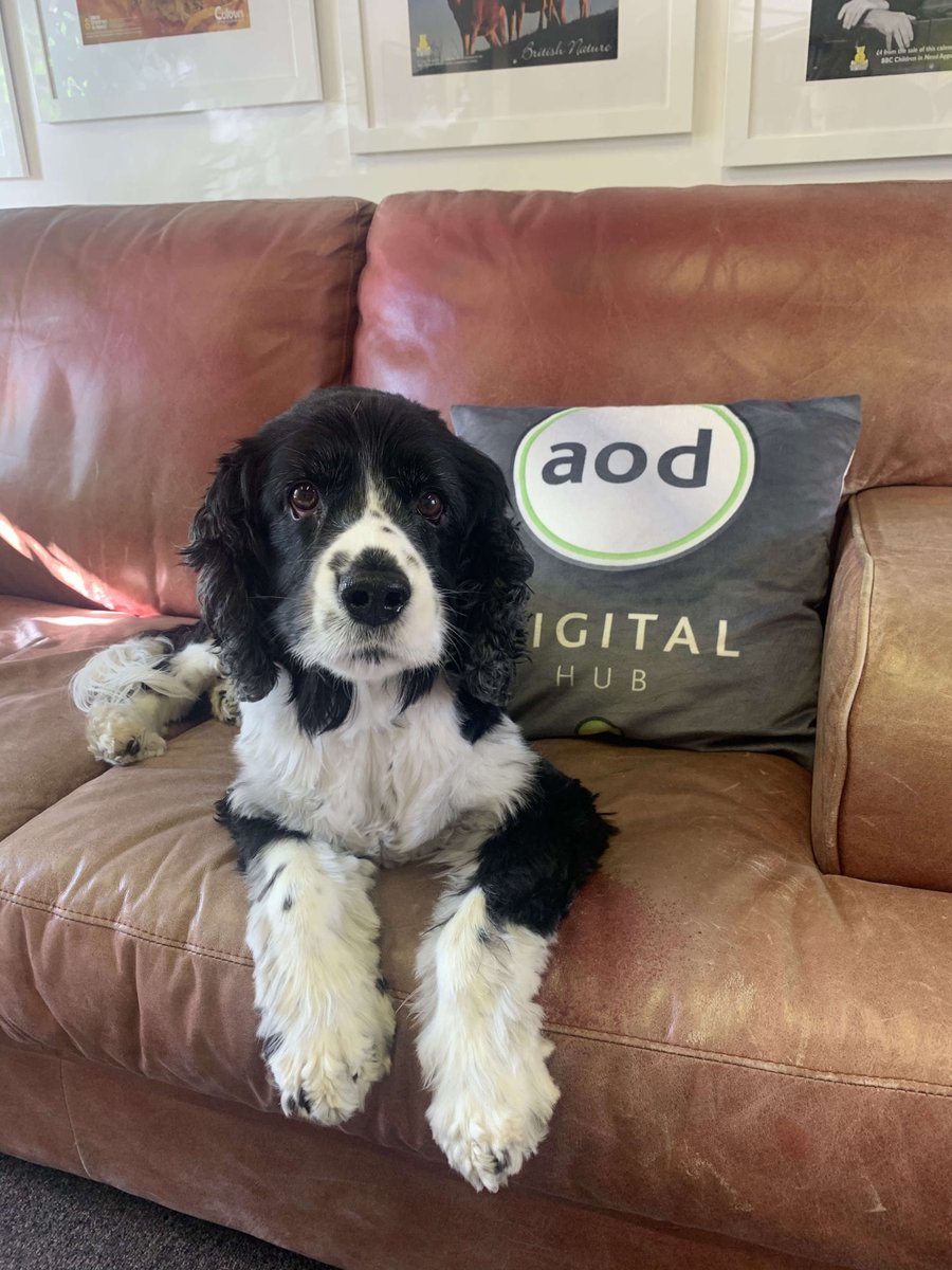 ArtOfDesign's tweet image. It’s unusual to have visitors in these current circumstances but yesterday we were joined by one of our favourite visitors in the office 🐶🖤

#graphicdesign #artdesign #webdesign #websitedesign #art #ashford #kent #kentbusiness #design  #dog #dogsofinstagram #doglife #doglovers