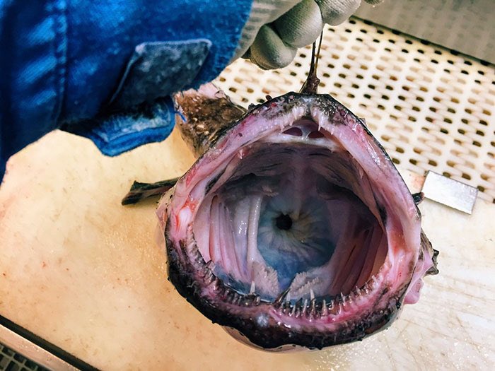 Les pêcheurs sont accusés de participer à la destruction de l’écosystème marin en arrachant ses créatures à ses abysses.