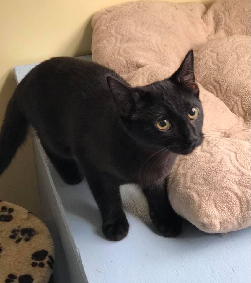DBCHS_pets's tweet photo. Sophie, Luna and Lily will be ready for adoption at 2:00pm today! •Females •Fixed and up to date on vaccinations 
•Sophie: 1 year old •Luna and Lily: 7-8 months old 💕😻🐾https://t.co/x2D74O07jc #AdoptDontShop #kittens #meow https://t.co/OLJzrJPcEw