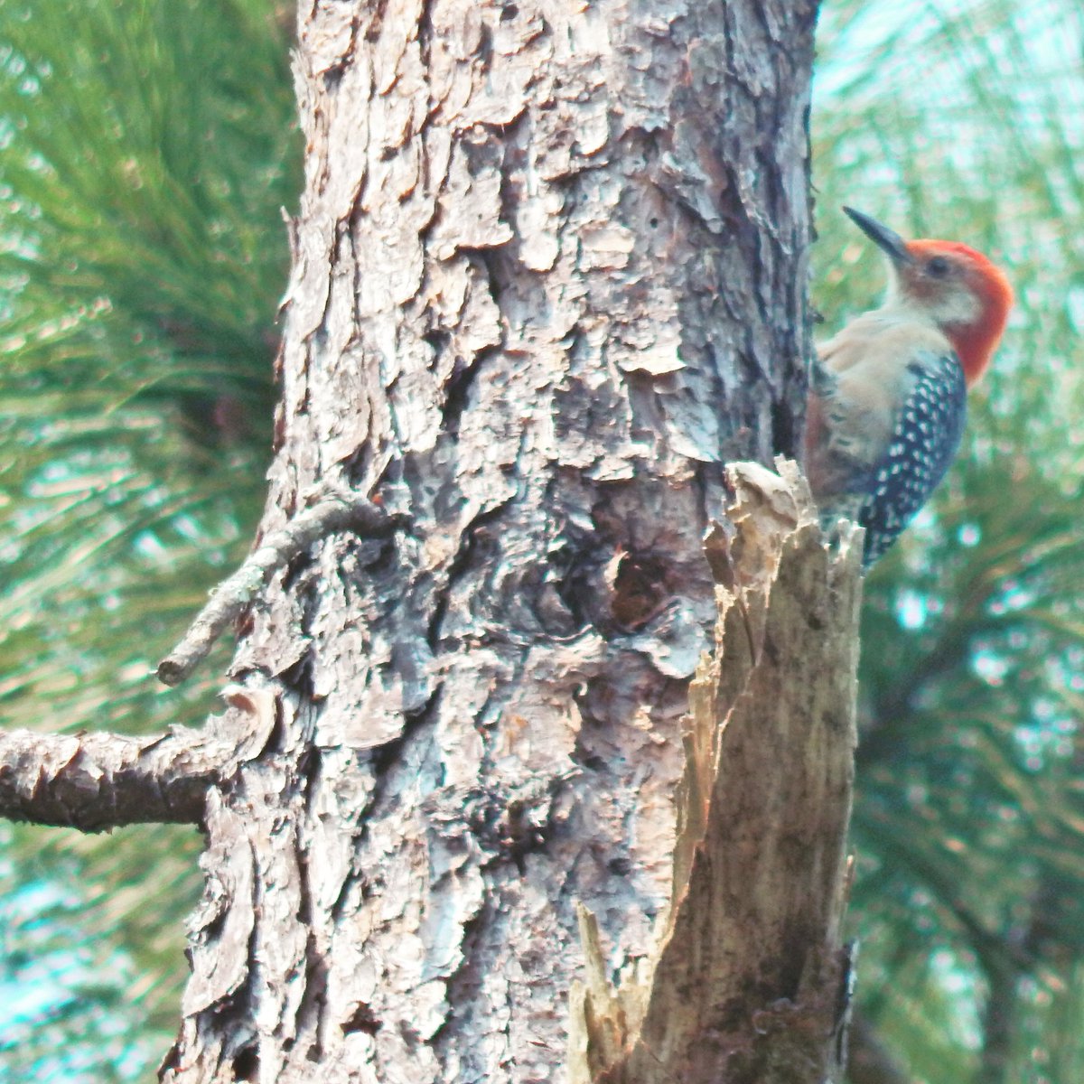 MarcTheSeeker's tweet photo. If there is no struggle, there is no progress.🌲

#WildlifeWednesday #Redbelliedwoodpecker #wildlifephotography https://t.co/8tFR5NFF7L
