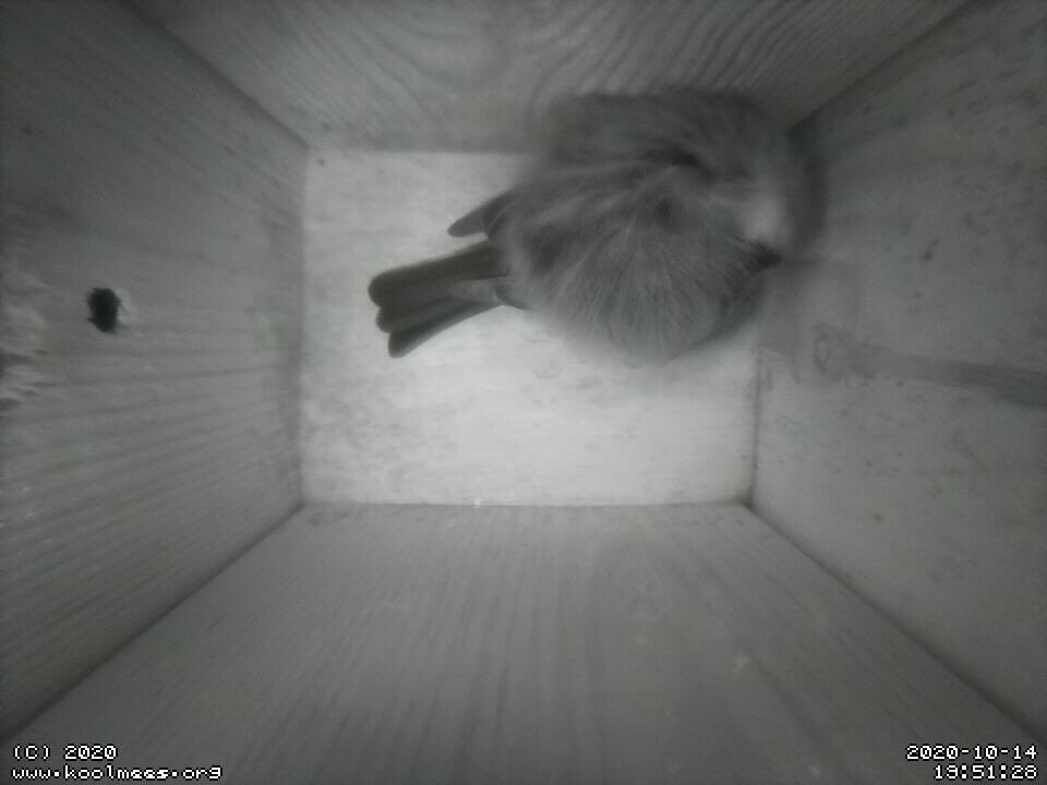 Koolmeesjes tweet media