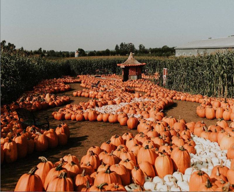 It's pumpkin time! If your family is looking for an outdoor Fall adventure we highly recommend a visit to <a href="/TavesFarms/">Taves Family Farms Applebarn</a>

The farm has something for everyone!
🍎 u-pick apples
🐷 petting barn
🚜 hayrides
🎃 u-pick pumpkins
🐴 pony rides (on the weekends)

familyfuncanada.com/vancouver/tave…