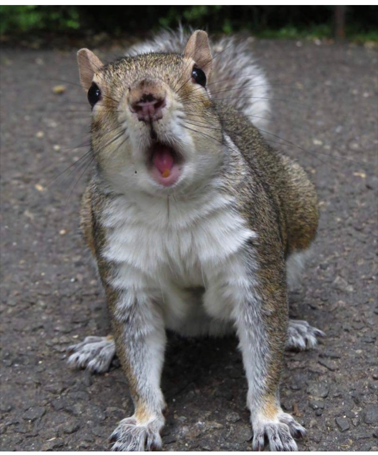 #SquirrelAwarenessMonth Ohhhh what a beautiful walnut, Ohhh what a beautiful day 🎶