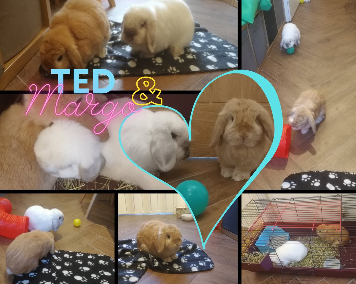AFurryWorld's tweet photo. Margo & Ted enjoying their holiday whilst mum and dad were getting married and enjoying their honeymoon
#afurryworld #afurryworldltd #smallpetcare #rabbitboarding #rabbithotel #rabbitcare #rabbits #lopbunny #honeymoon #wedding #rabbitwedding https://t.co/HqfAXw256C