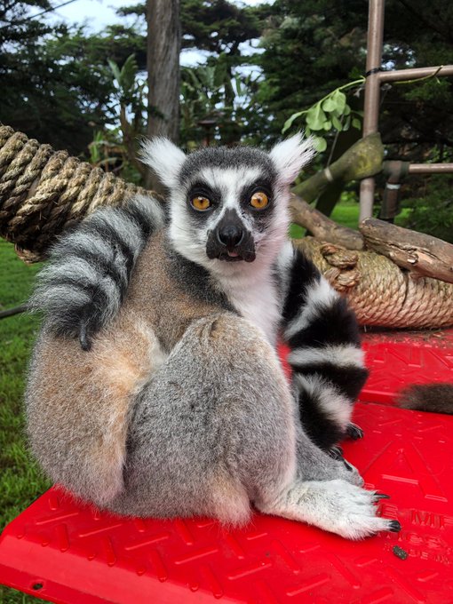 Lemur stolen from San Francisco Zoo found near church playground - ABC News