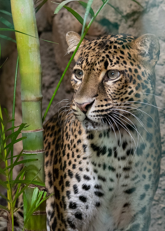 MichellSkorna's tweet photo. Es ist zwar schon spät, aber immerhin habe ich mal wieder ein paar neue und schöne Tierbilder für meinen Flickr.
https://t.co/kw2biPJvHy
#leopard #animalphotography #CatsOfTwitter #bigcat #bigcats #flickr #photography #katze #grosskatze #tierfotografie #tierbilder #lightroom https://t.co/ZRi439Qt5g