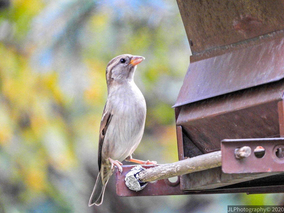 PaleontologyFacts tweet media