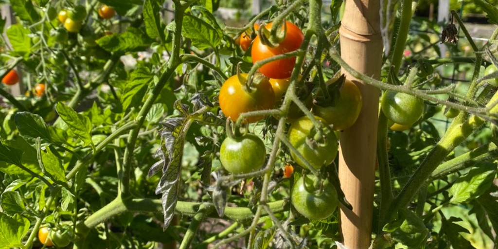 ffcf's tweet image. Our gardens have the incredible ability to act as carbon sinks.  Check out our most recent article in our Climate and Food Story Series ow.ly/RhBi50BSPkf @Vancity @ClifBar #FFCFClimateAction #AgClimate