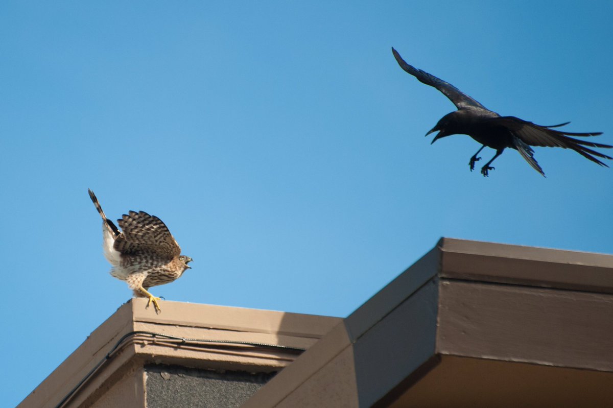 Today’s  #CrowOrNo photo comes courtesy of  @birdturntable’s fantastic effort and ability to document urban wildlife. What do you think he captured here?For the non general birders, feel free to phone a friend about the bird on the left. Good luck!!!!