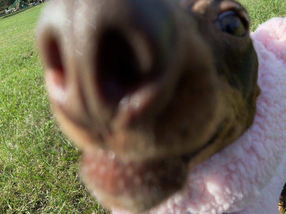 it’s dogtober fourteenth & this pig can fly