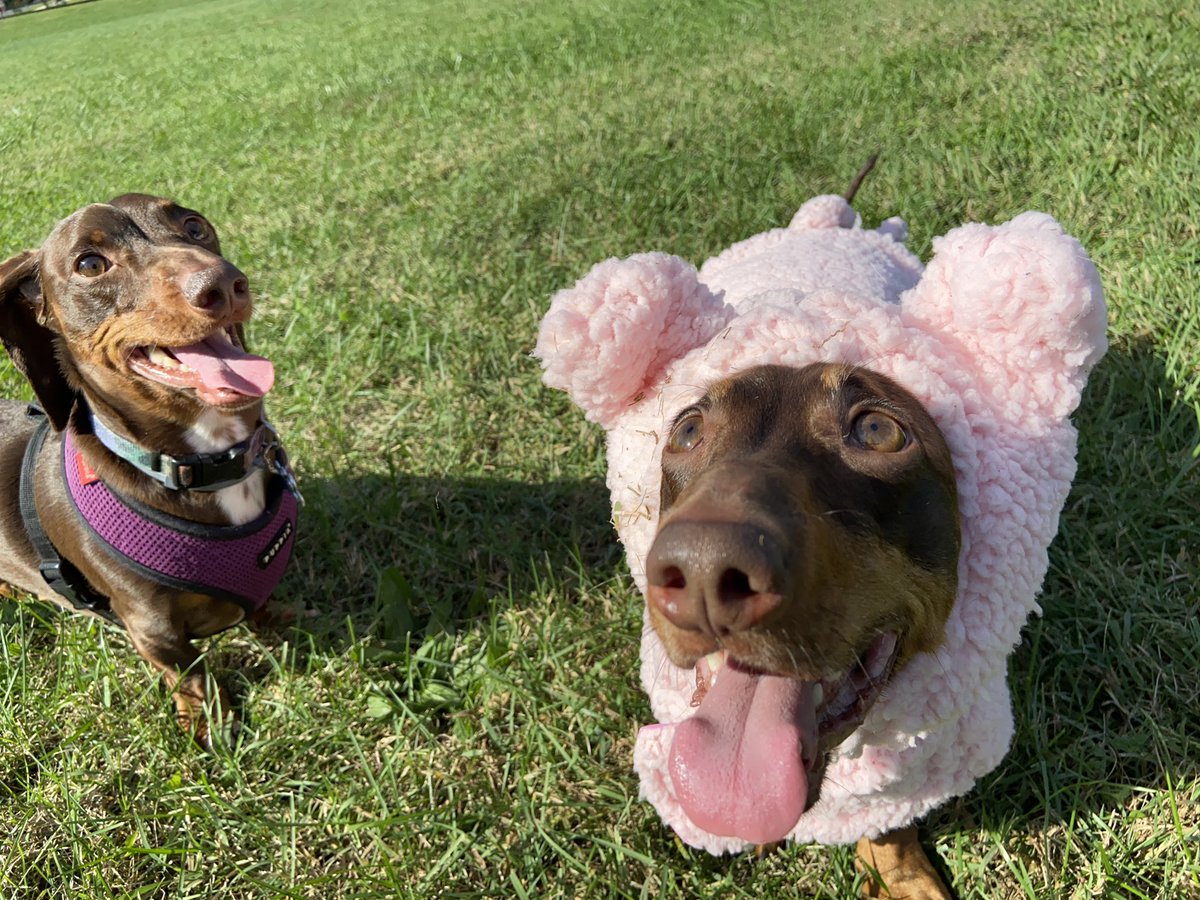 it’s dogtober fourteenth & this pig can fly