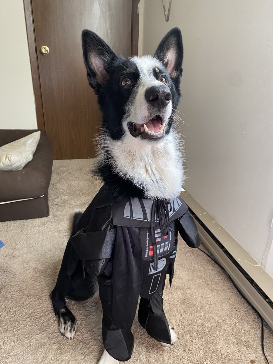 MaryaGraham6898's tweet photo. Vader’s costume came in 🥺 https://t.co/67SFfLFPZJ