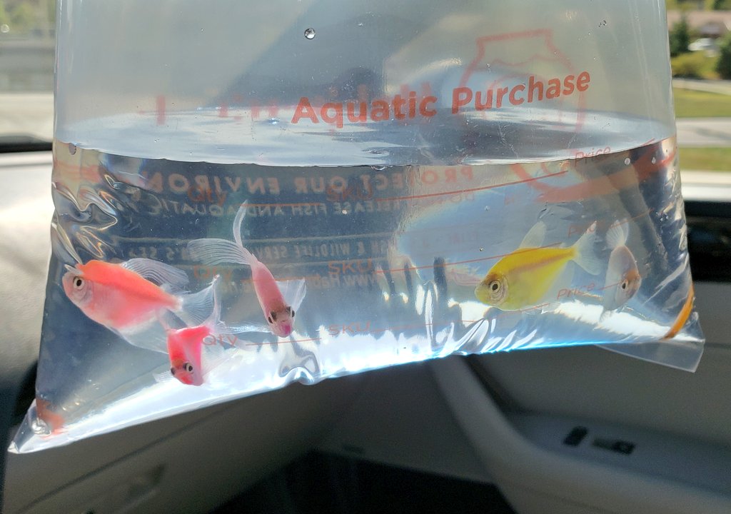 SJSDGATE's tweet image. Say hello to our new classmates! 👋 #newclassmates #fishyfriends