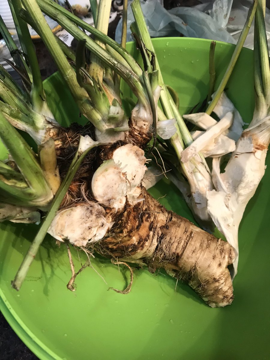 TerryMudryk's tweet photo. Horseradish Harvest #tearsoflove #choosewellness #herbs #horseradishsause #icancervive       Link to #1 best seller ( week 8)
https://t.co/x9BiSgBKUX https://t.co/qJUhRhp1J0