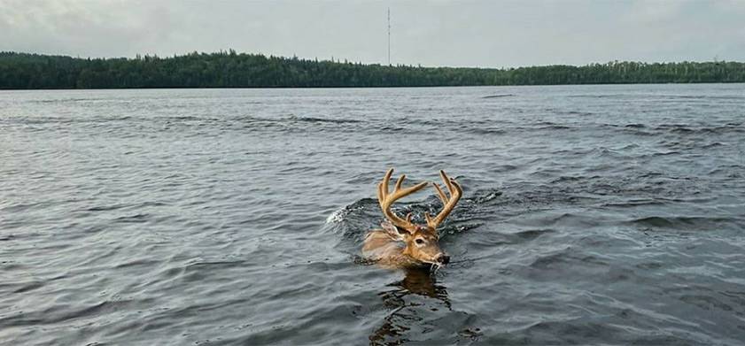Are you looking for that perfect hunting experience? Discover your Eastman Adventure: Hunting Lodges and Outposts

eastmantourism.ca/everything-eas… #EasternMB #ExploreMB