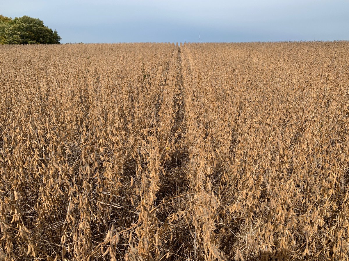 OhioStatePA's tweet photo. Harvesting an #eFields soybean row spacing trial today. We are comparing 15, 20, and 30 inch row spacing. Thanks to @PrecisionPlant, @Case_IH, @Geringhoff, @Trimble_Ag, @ebytrailers, and Intercomp for your support of this project! #SeedingIntel #LeanOnYourLandGrant https://t.co/HRrAKU1ymg