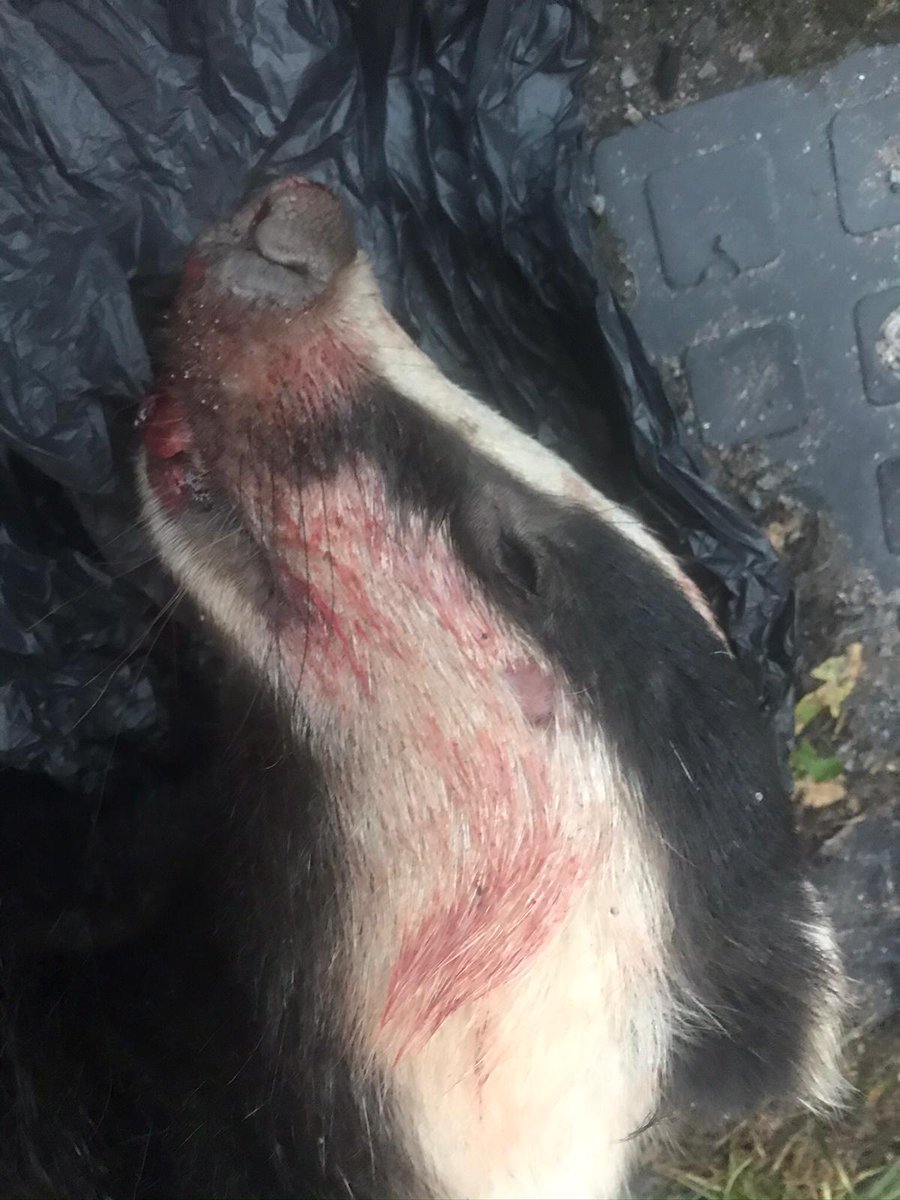 GillianFoxcroft's tweet photo. https://t.co/IPt6riSY1a
This badger was found on Sunday by the road in Baslow, Derbyshire. The vet confirmed gunshot. Shooting a protected species is inhumane. Please RT and sign to stop this
@WildJustice_org @ChrisGPackham @TimBirchWild @domdyer70 @DerbyshireBEVS https://t.co/KdUoPFLvtx