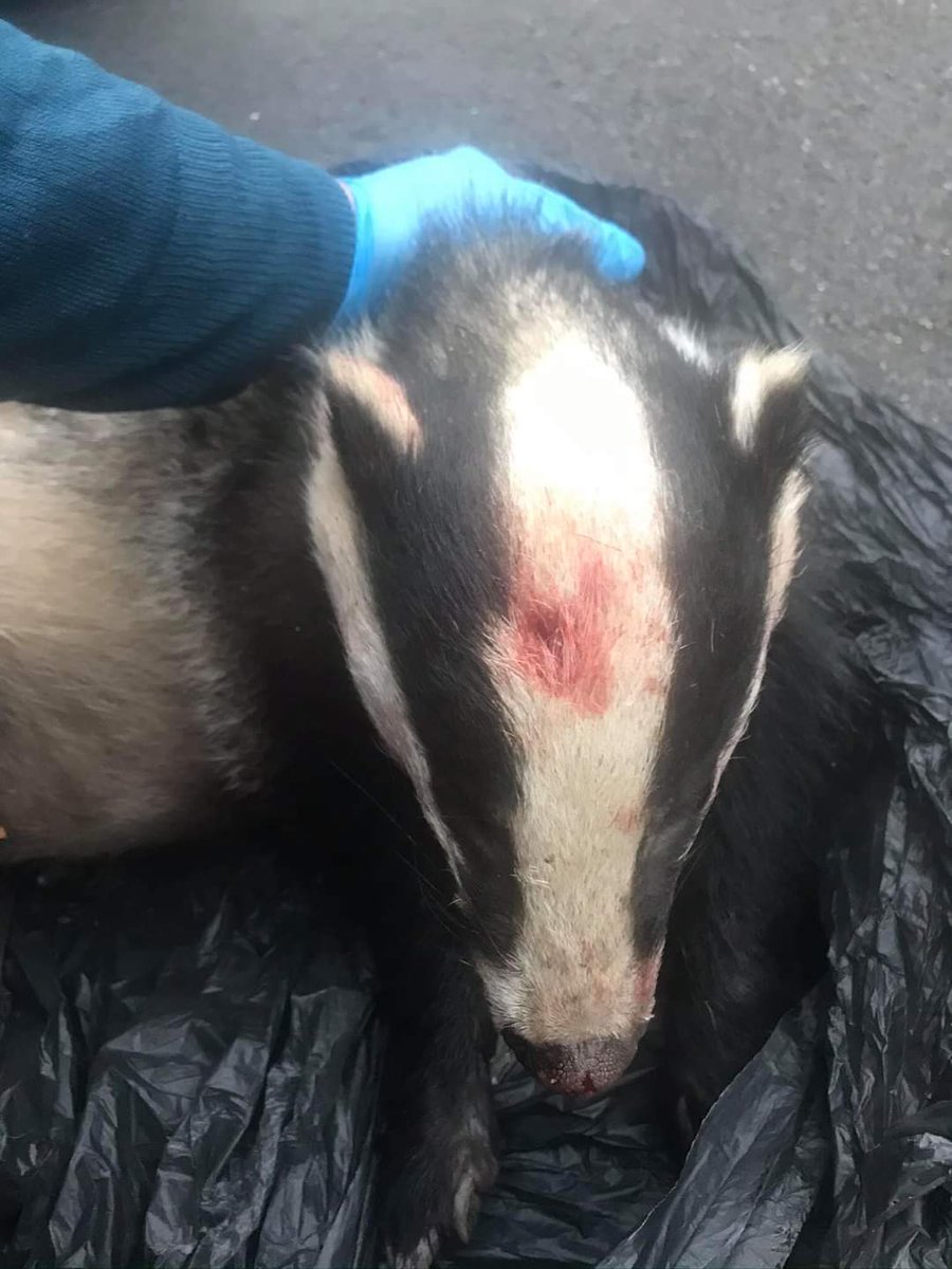 GillianFoxcroft's tweet photo. https://t.co/IPt6riSY1a
This badger was found on Sunday by the road in Baslow, Derbyshire. The vet confirmed gunshot. Shooting a protected species is inhumane. Please RT and sign to stop this
@WildJustice_org @ChrisGPackham @TimBirchWild @domdyer70 @DerbyshireBEVS https://t.co/KdUoPFLvtx