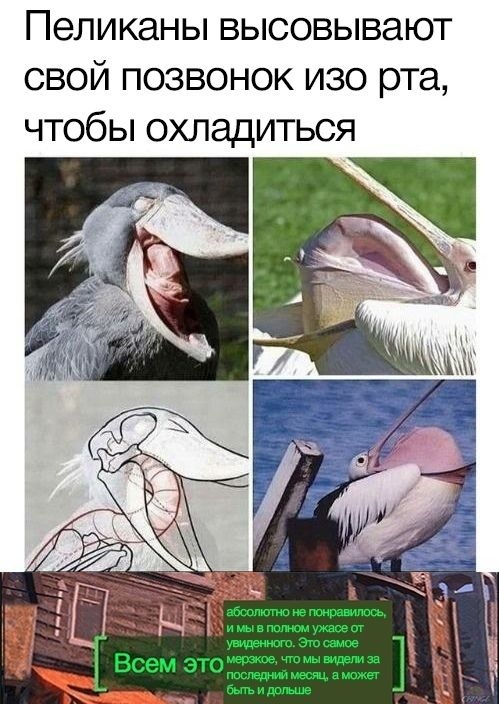 Почему пиликает телефон. Пеликан высовывает позвоночник. Пеликан мемы. Пеликан позвоночник через рот. Пеликаны высовывают позвоночник изо рта.